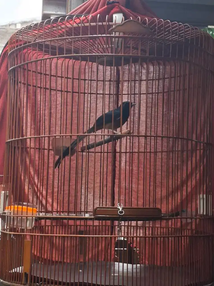 Murai hutan Medan Murmer