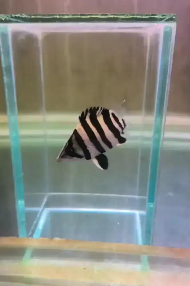 TIGER DATZ SUMATERA 4 BAR CBCN SIMET