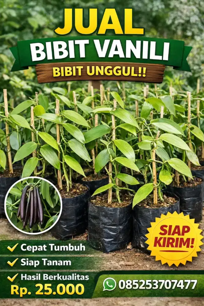 JUAL BIBIT VANILI