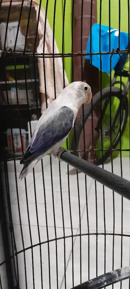 Biola ewuing violet dewasa