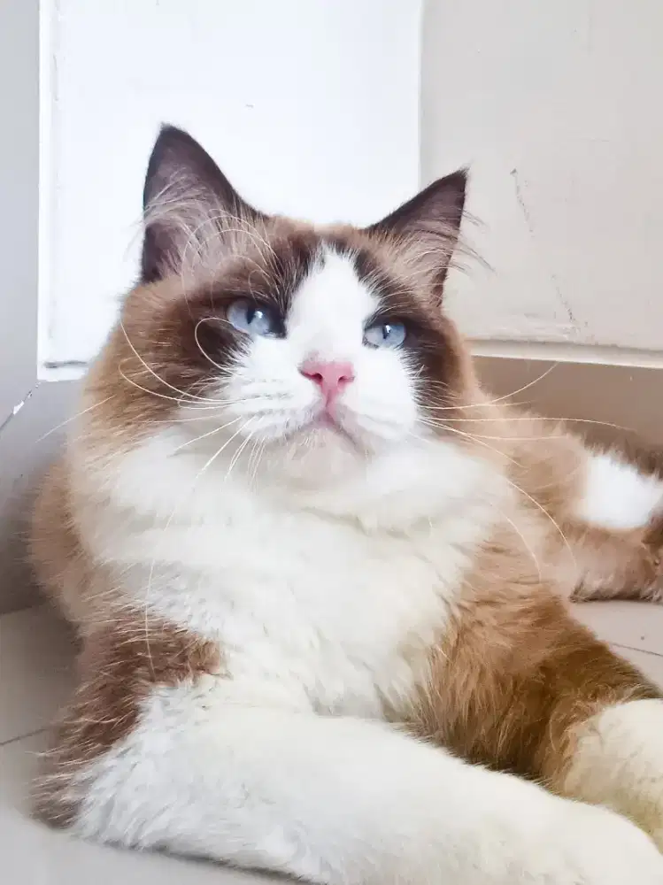 Ragdoll bicolor Jantan 2 tahun