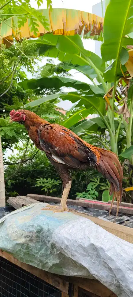 Ayam Elid x Siam LHK