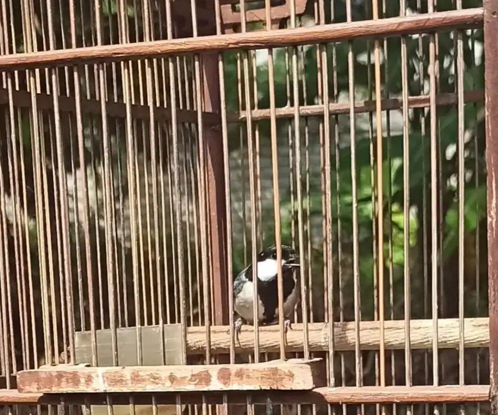 Gelatik wingko jantan