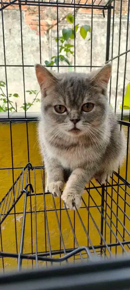 BSH Jantan dan Betina 5 bulan