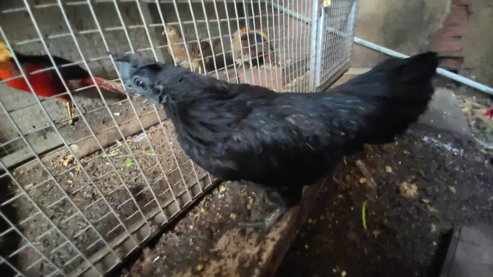 Ayam cemani betina lidah hitam