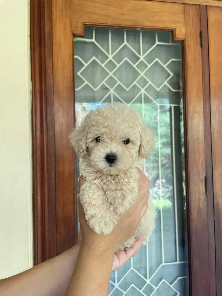 Toy Poodle Surabaya Betina White
