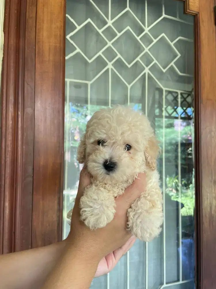 Toy Poodle Surabaya Jantan Light Apricot