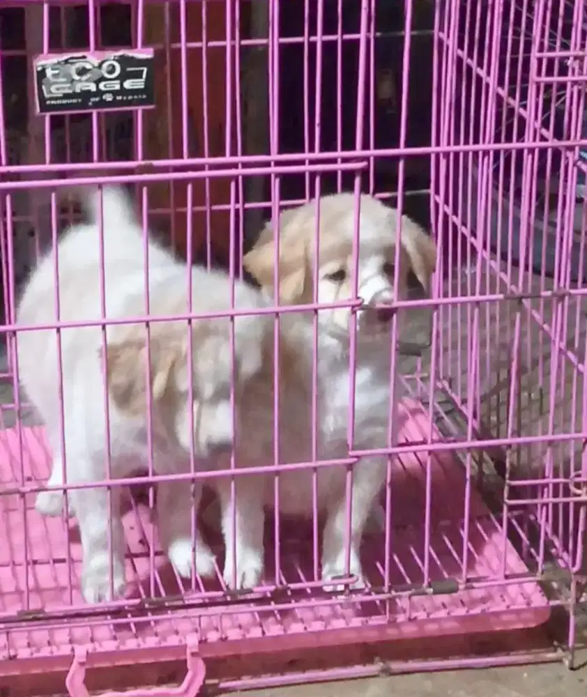 anjing puppy kintamani mix golden