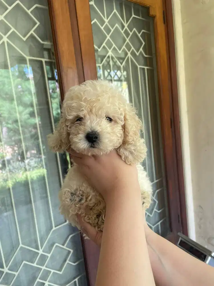 Toy Poodle Surabaya Jantan Light Apricot
