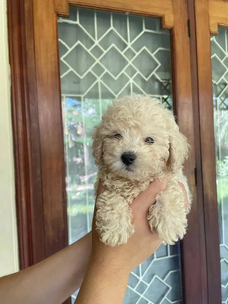 Toy Poodle Surabaya Jantan Light Apricot