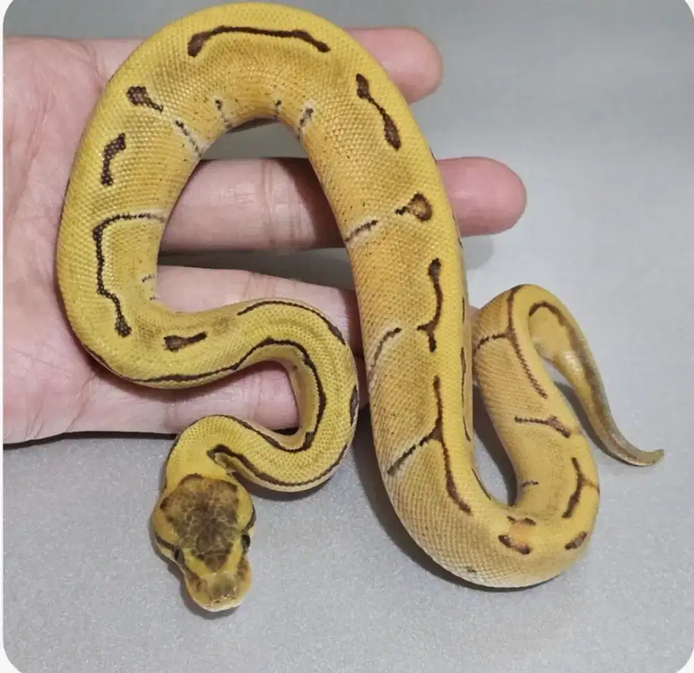 ballpython enchi pinstripe specter dg male