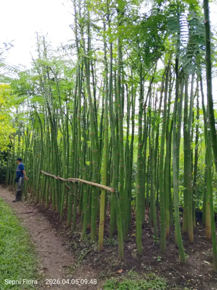 Pakis brazil tinggi 3 meter