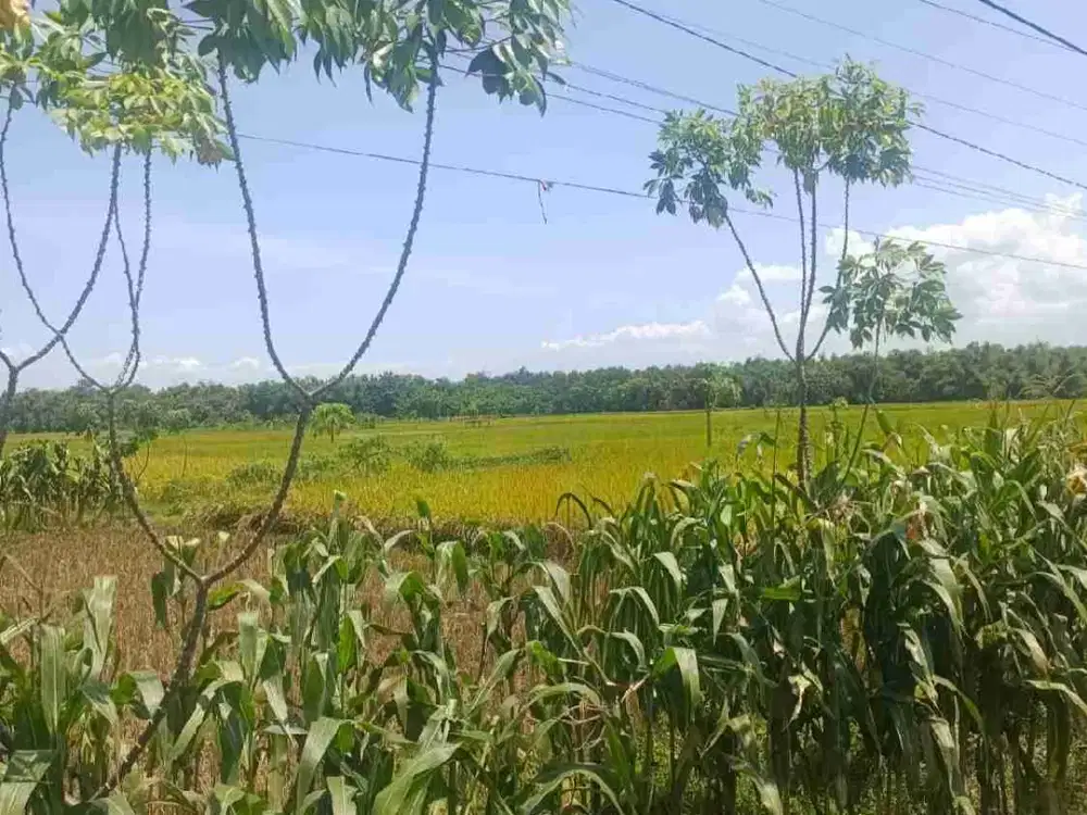 Jual Murah Tanah 0 jalan raya Jombang, lokasi strategis dekat Pabrik & Home Industri