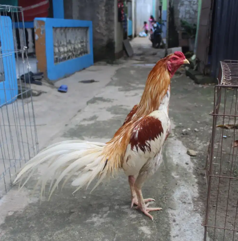 Ayam Bangkok Plucker Super