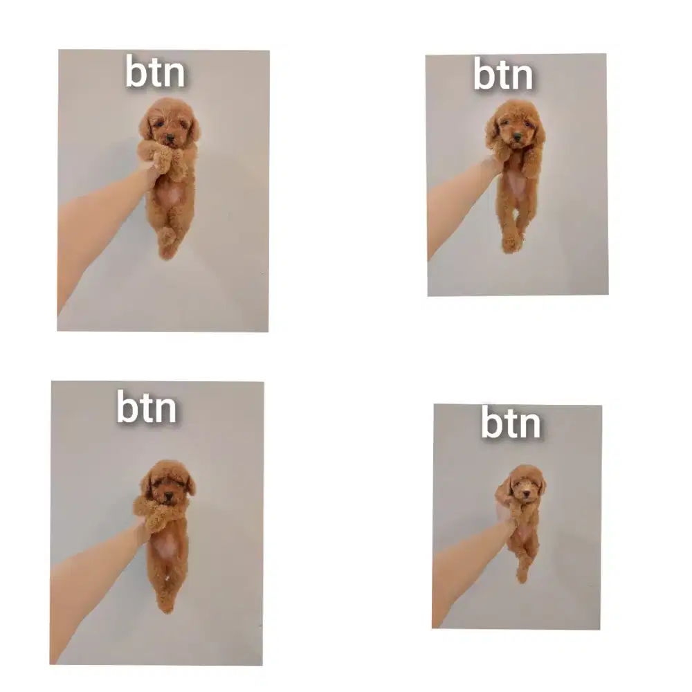 anjing poodle bersurat !!! no php !!!