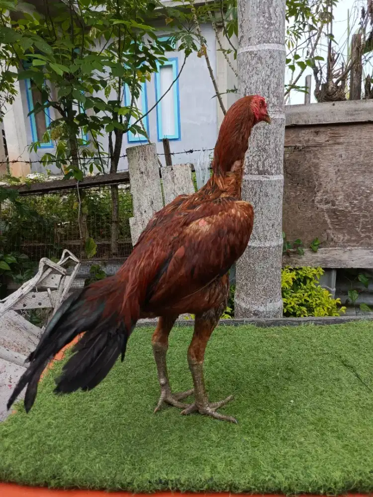 Jual ayam pama bulbi