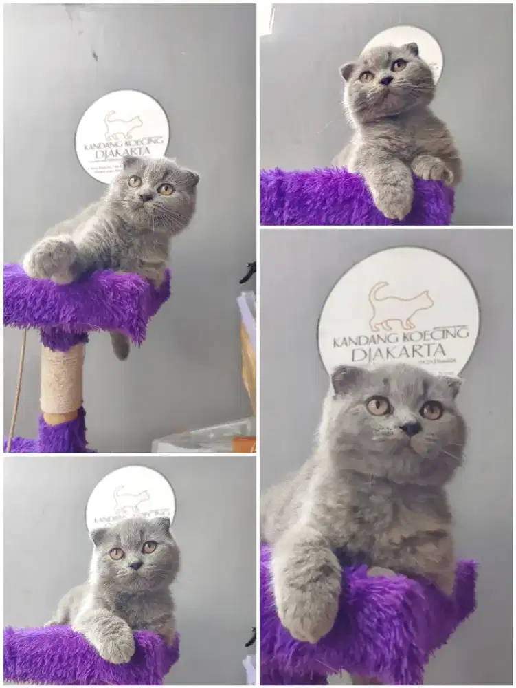 Scottish fold betina 4bln