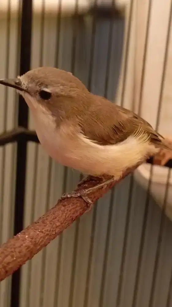 Burung Remetuk laut suara kenari