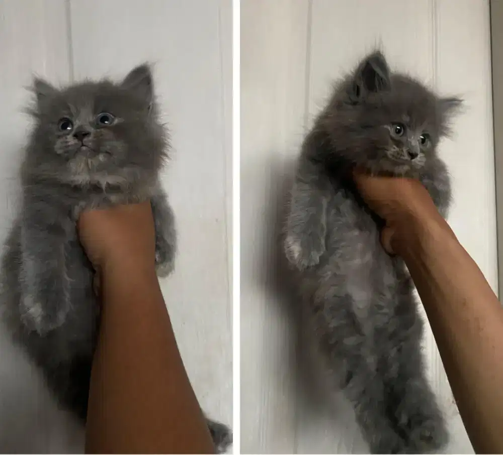 Kucing x British longhair Betina