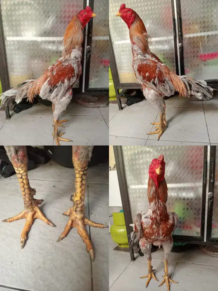 Ayam Bangkok klasik pejantan ukuran 5,5