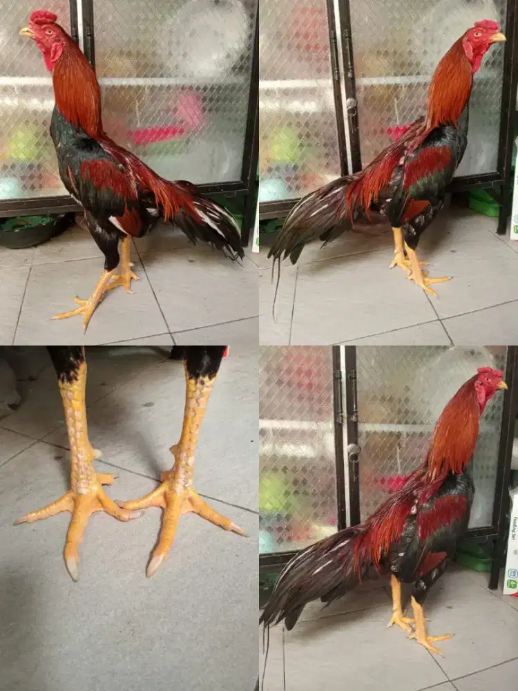 Ayam Bangkok ukuran 5-5,5