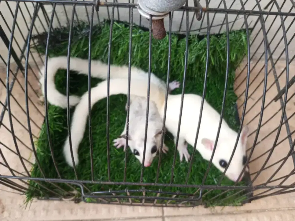 Sugar glider Joey platmoz dan leu