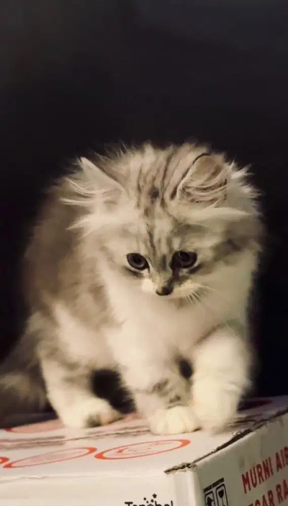 Persia X Munchkin Long Hair 4 Bulan Betina