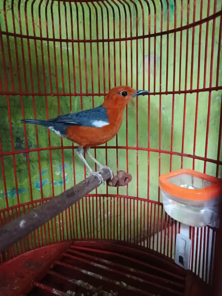 Anis merah ngecis neratak