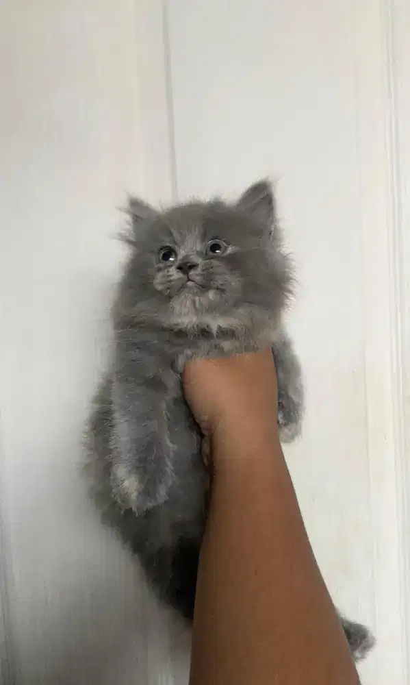 Kucing kitten blue x British longhair supercute