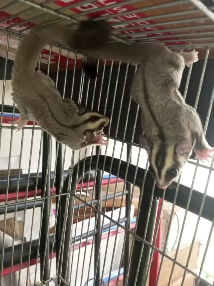 Sugar glider CG het leu