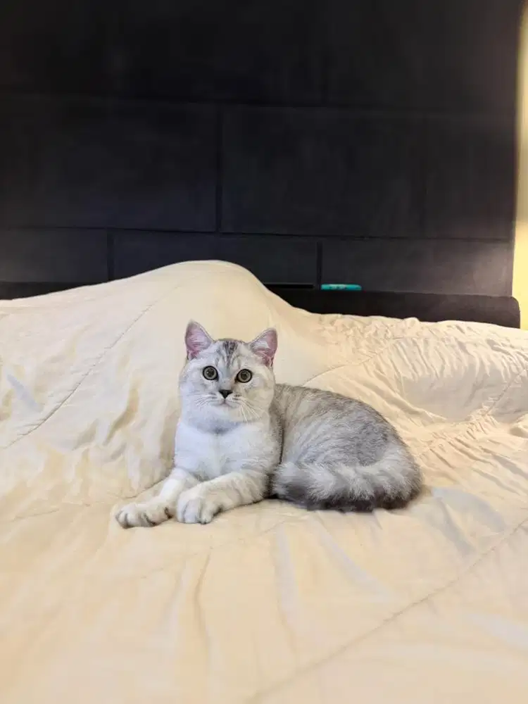 kucing british shorthair bsh