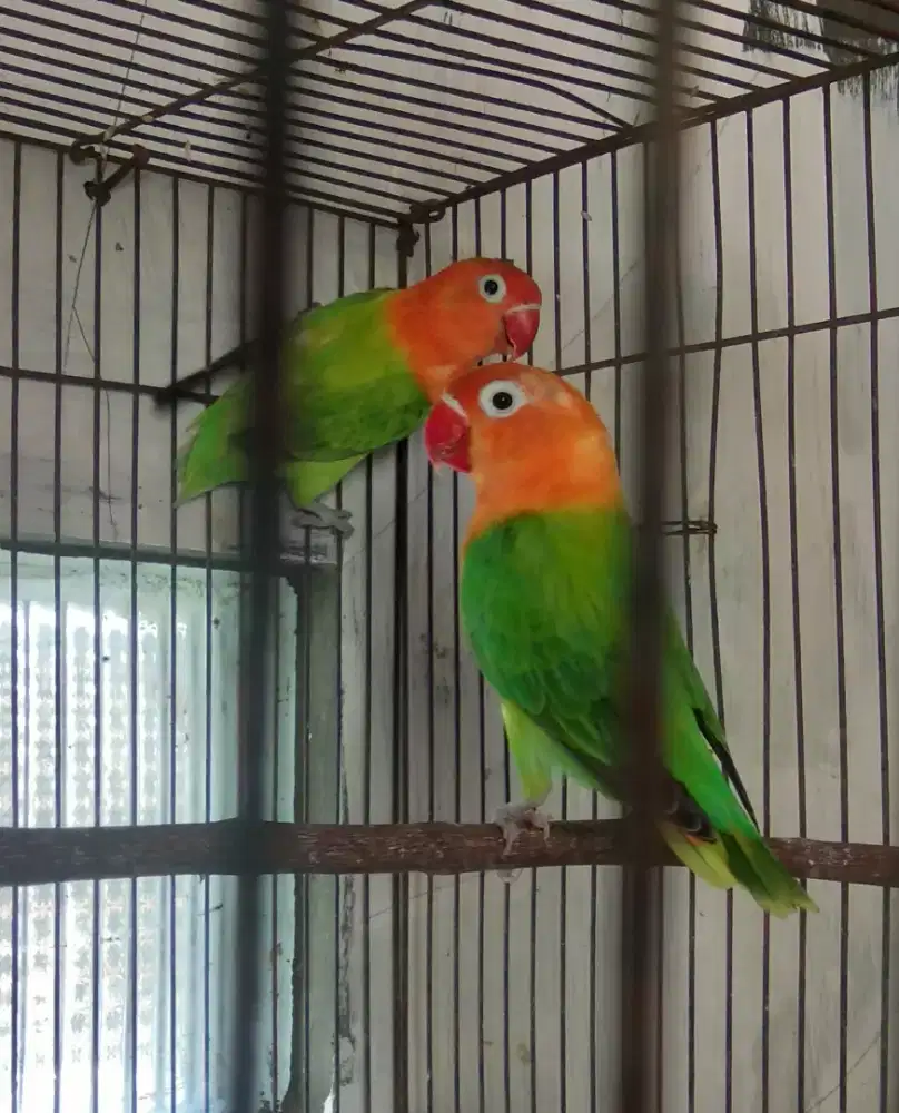 Love bird biola