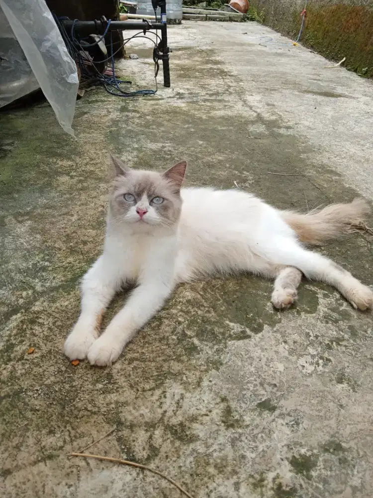 Lepas adopsi kucing ragdol