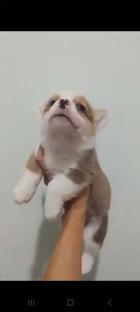 Corgi puppy doggy