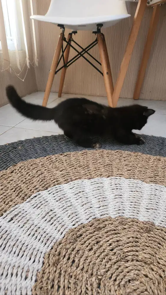 Open adop mix BSH & Persia