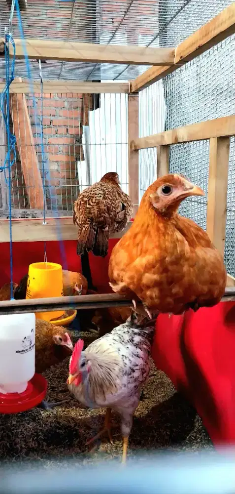 Ayam petelur usia anakan dan remaja