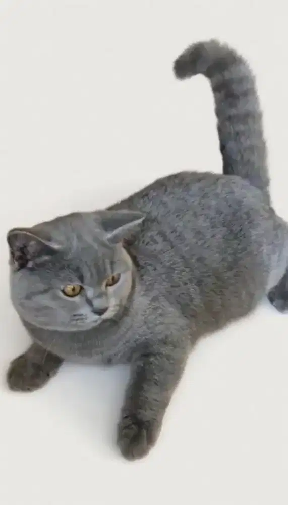 BSH Blue Female British short hair Blue