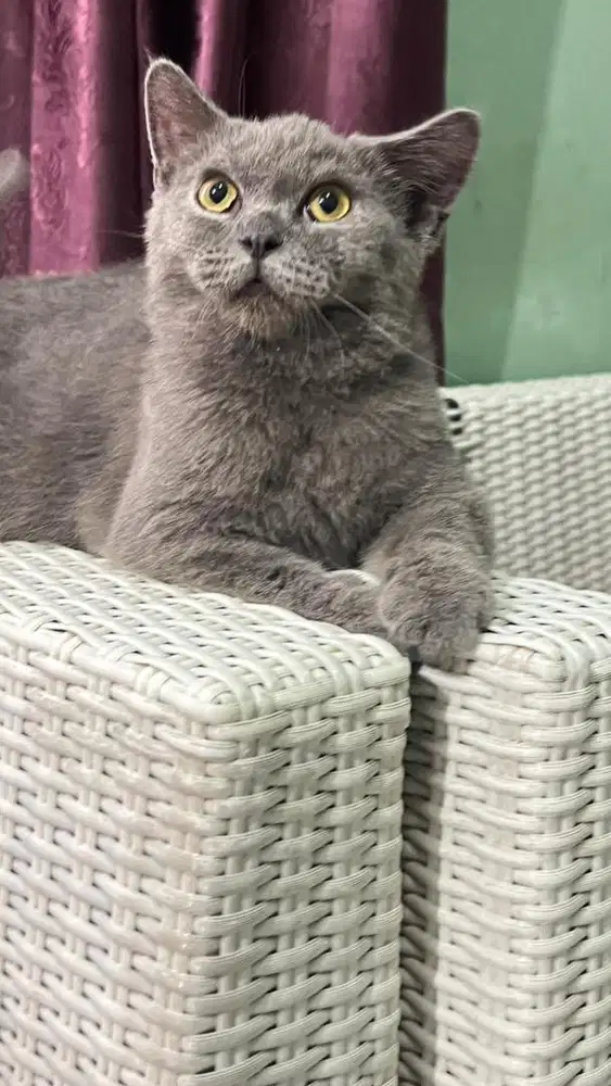 Jual kitten british shorthair