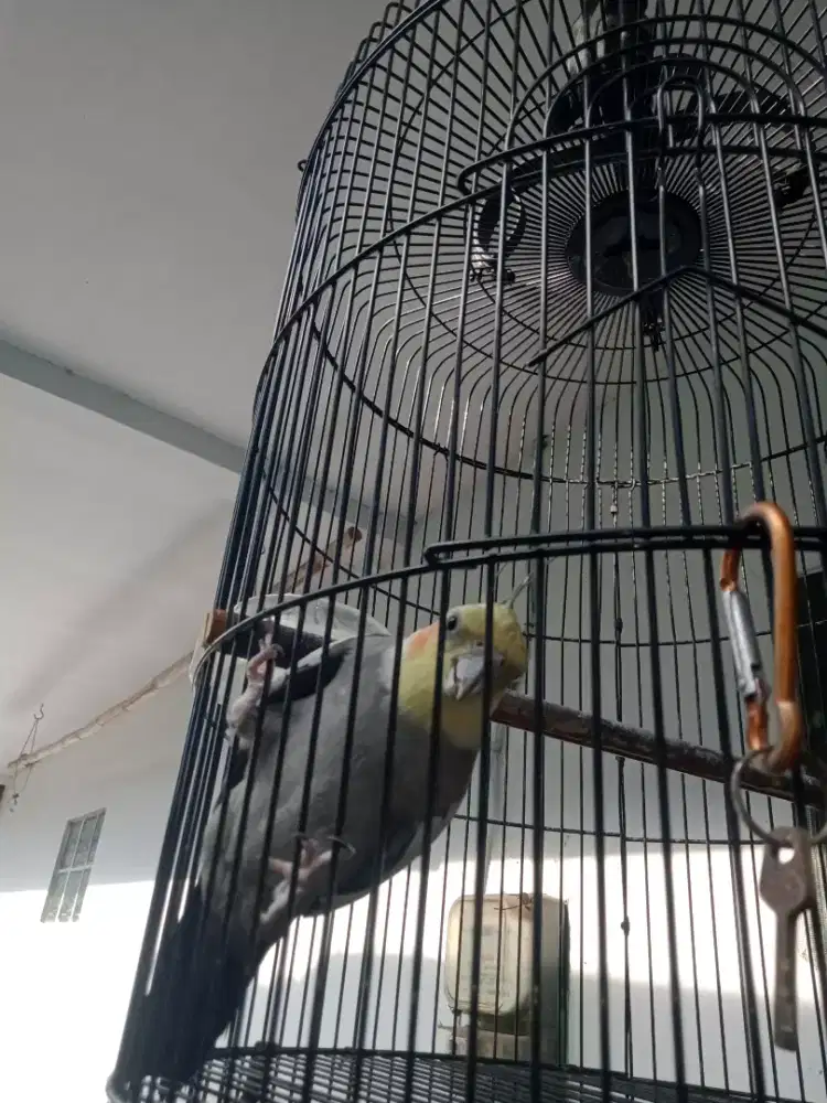 falk jantan gacor jinak