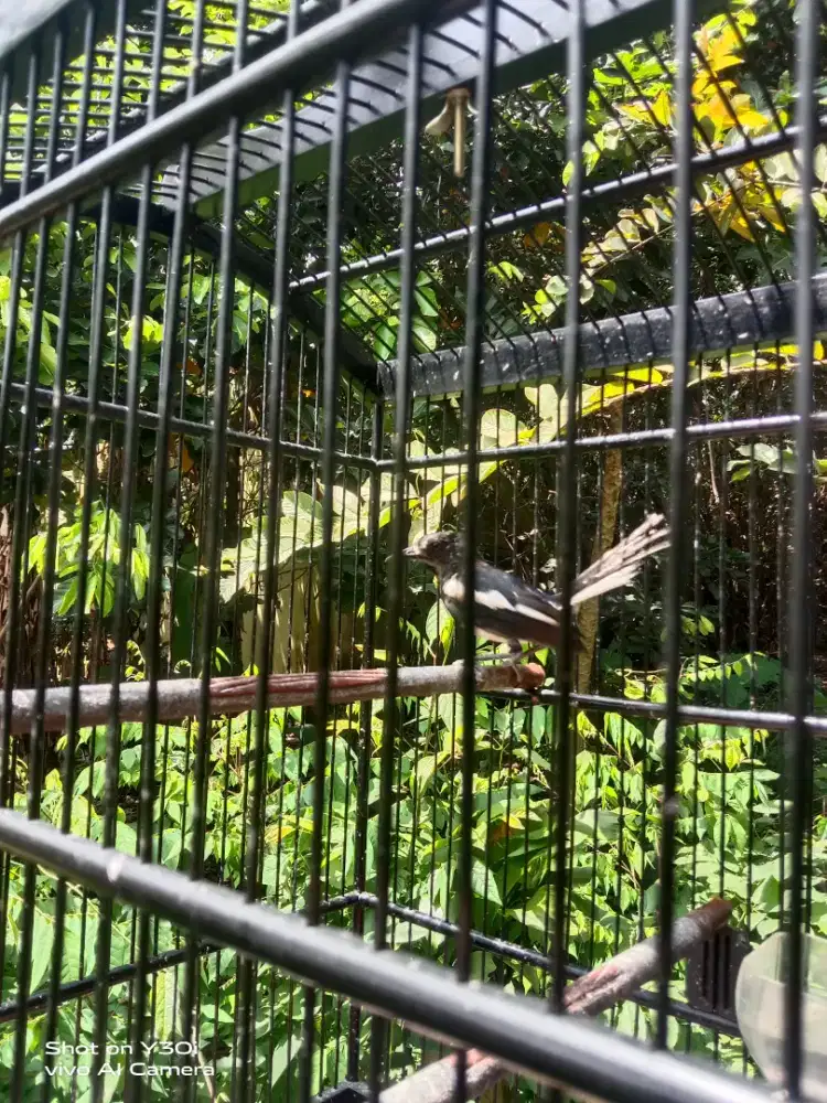 Kacer trotol jawa barat