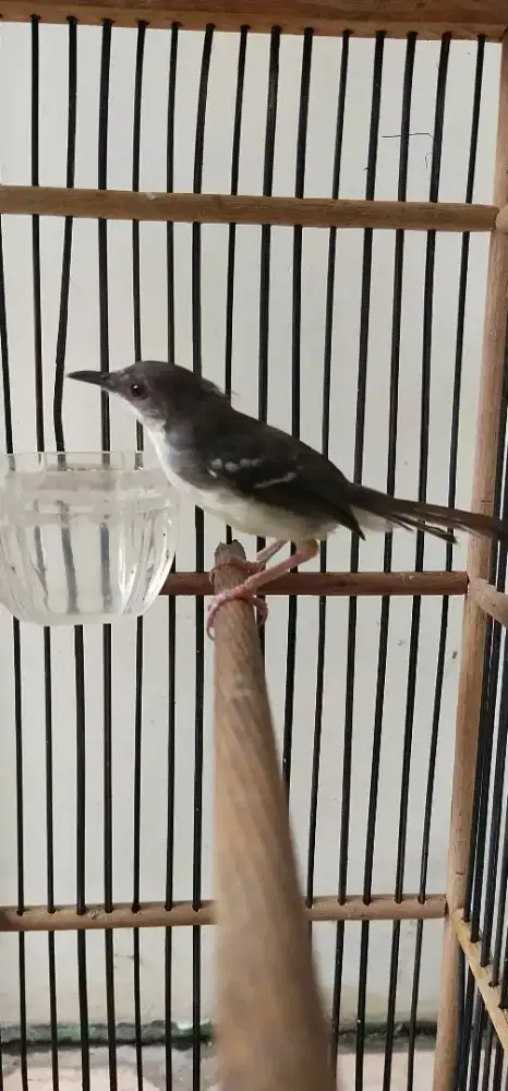 Ciblek /prenjak putih gacor