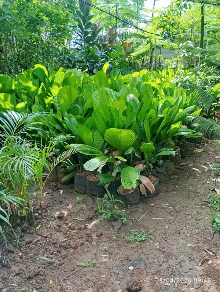 Jual Tanaman palem Kol