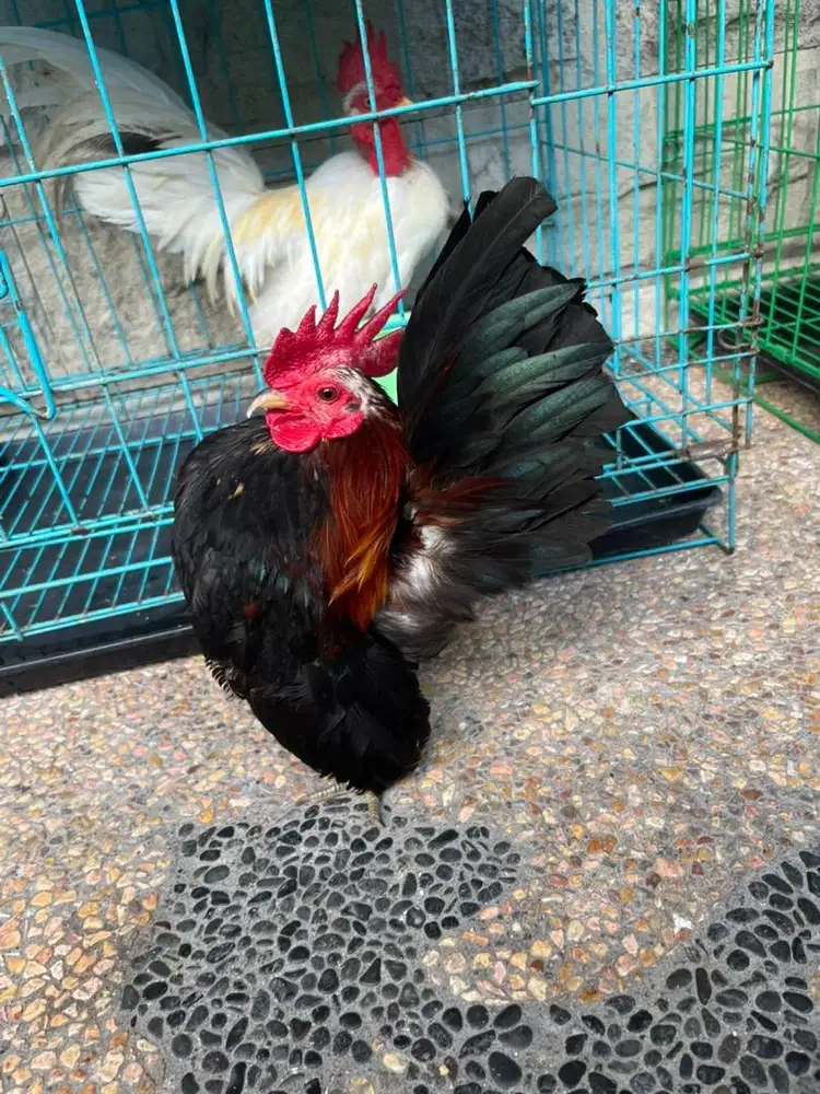 Ayam serama dan ayam kate