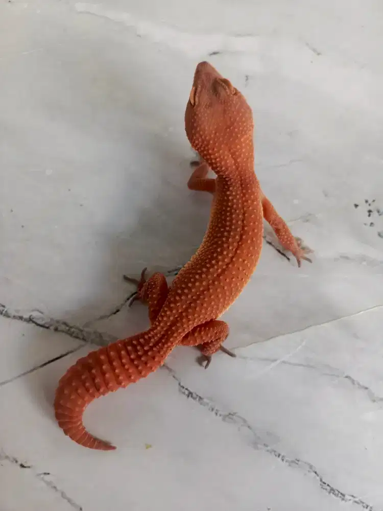 Leopard Gecko SHTCTB Betina