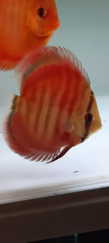 Ikan hias aquarium aquascape akuarium discus san merah blue rim 4 inch