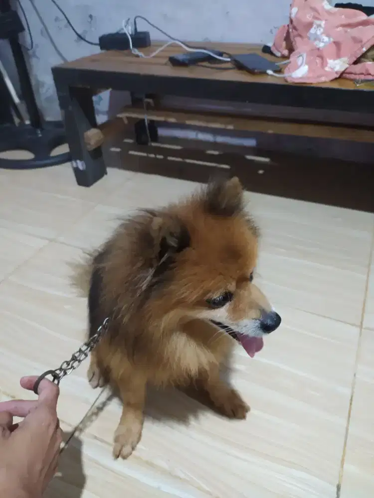 Jual anjing Mini pom