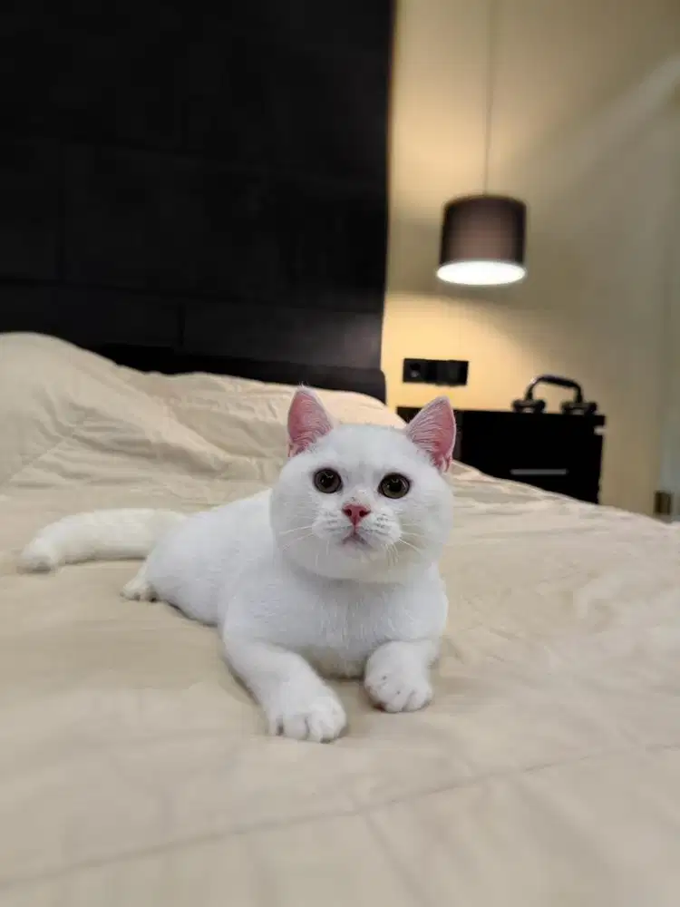 kucing bsh british shorthair