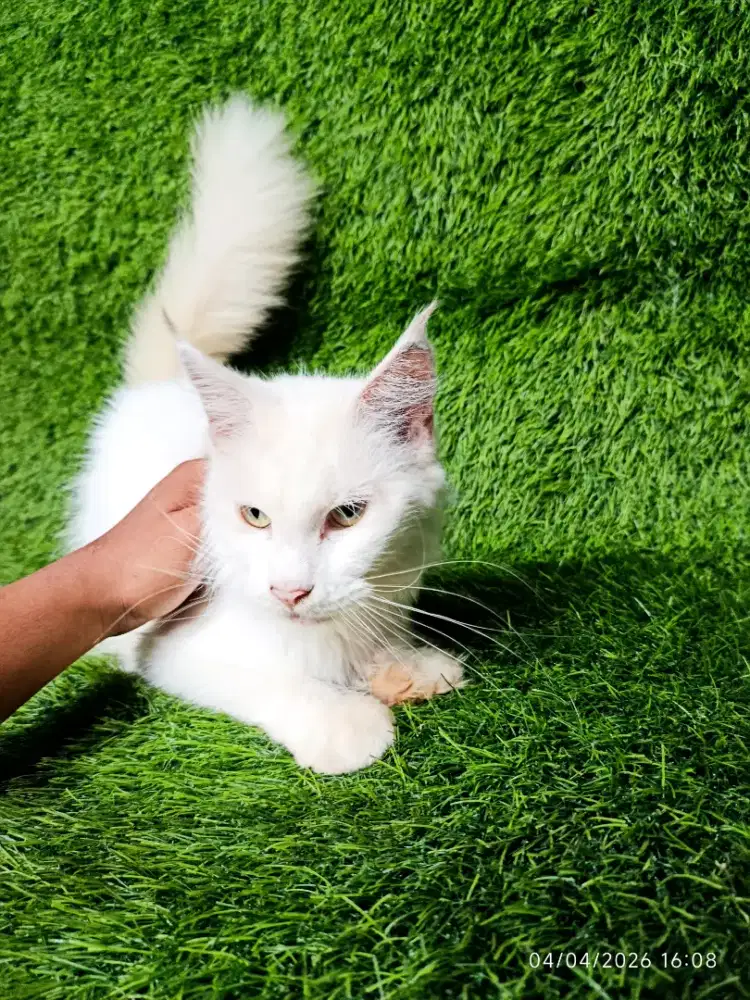 Lepas adop 5 ekor Mainecoon Adult