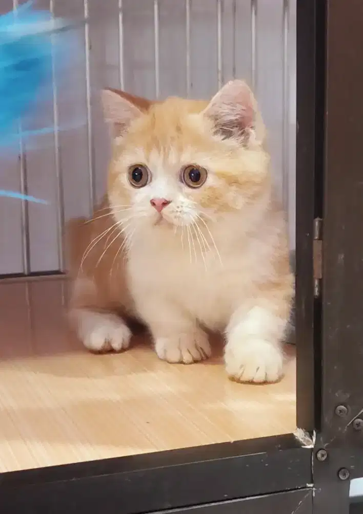 Kucing kitten munchkin red bico jantan