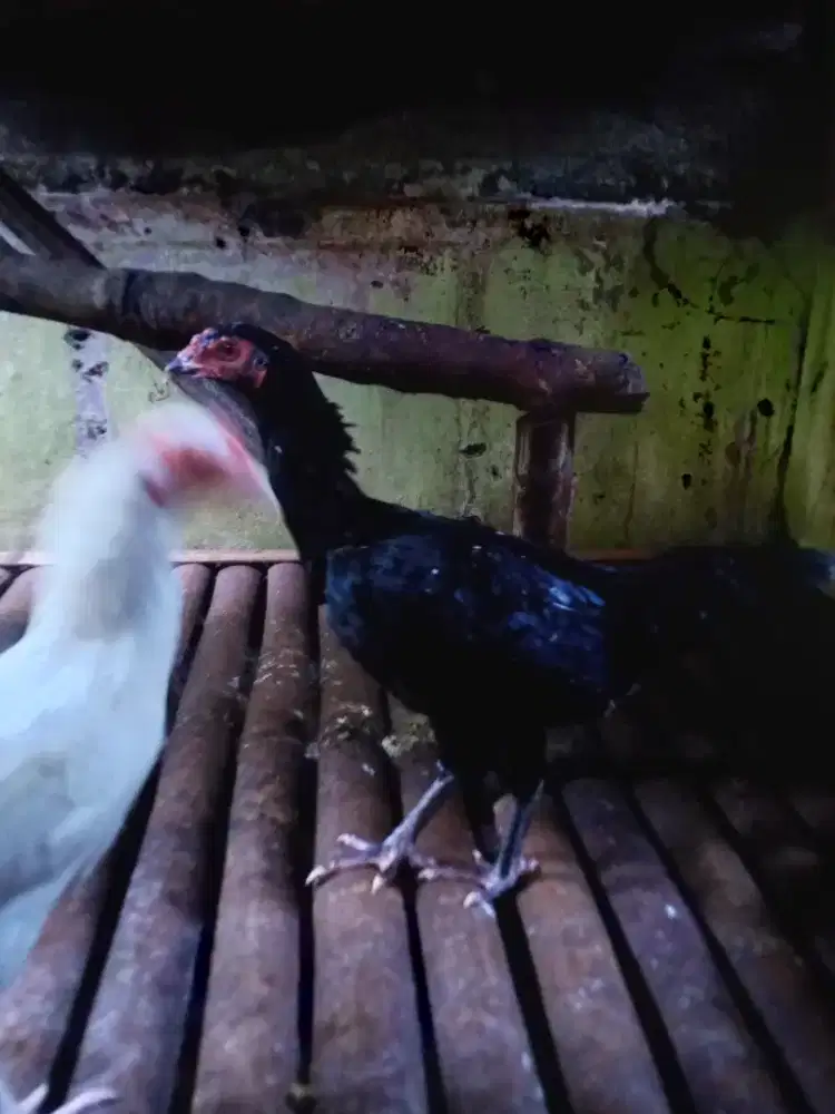 Ayam kampung asli + biang bangkok